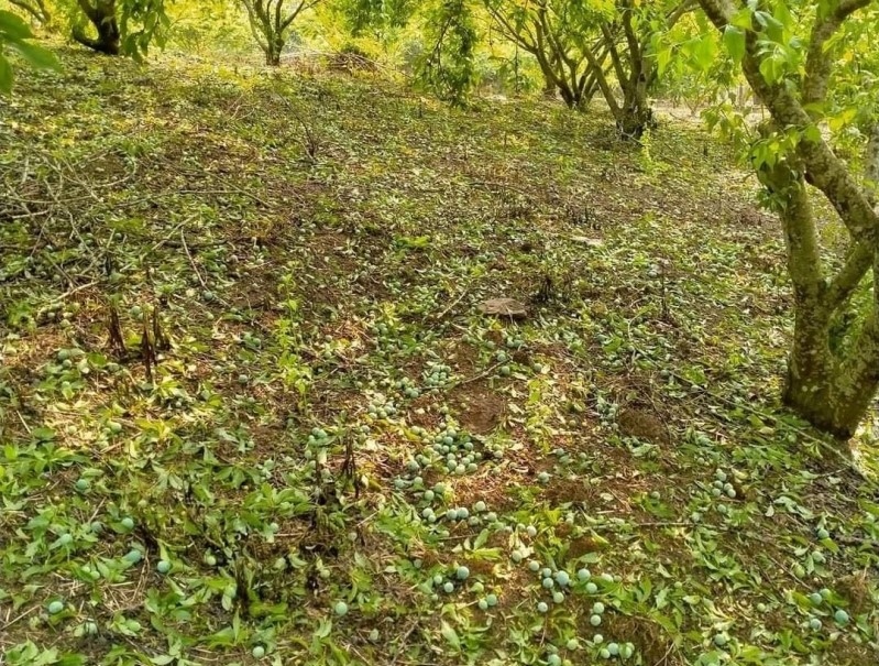Mưa đá gây thiệt hại 70 ha cây trồng ở Sơn La